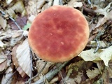 Phylloporus leucomycelinus image