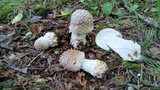 Amanita canescens image