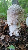 Amanita canescens image