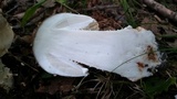 Amanita canescens image