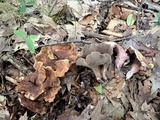 Sarcodon joeides image