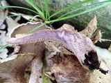 Sarcodon joeides image