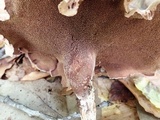Sarcodon joeides image