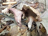 Sarcodon joeides image