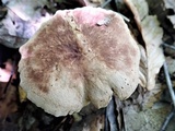 Sarcodon joeides image