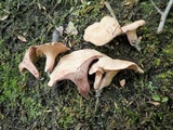 Sarcodon joeides image