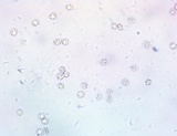 Sarcodon joeides image