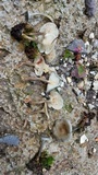Cantharellula umbonata image