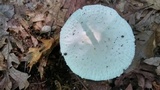 Amanita abrupta image