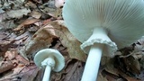 Amanita abrupta image