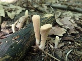 Clavariadelphus americanus image