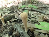 Clavariadelphus americanus image
