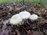 Entoloma abortivum image