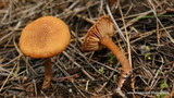Laccaria proxima image
