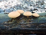 Gymnopilus liquiritiae image