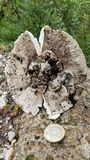 Amanita tuza image