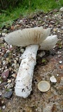 Amanita tuza image