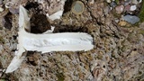 Amanita tuza image