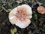 Hygrophorus russula image