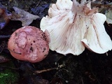 Hygrophorus russula image