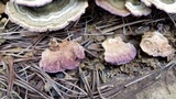 Trichaptum abietinum image