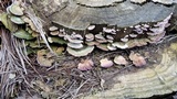 Trichaptum abietinum image