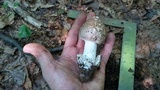 Amanita spreta image