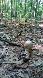 Amanita spreta image