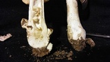 Amanita spreta image