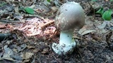 Amanita spreta image