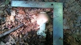 Amanita spreta image
