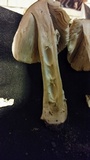 Amanita spreta image