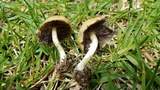 Stropharia coronilla image