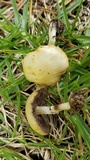 Stropharia coronilla image
