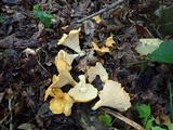 Cantharellus flavus image