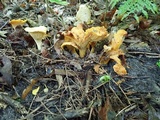 Cantharellus flavus image