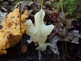 Helvellosebacina concrescens image