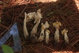 Helvella crispa image