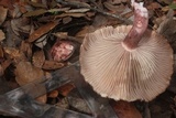 Hygrophorus eburneus image