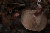 Hygrophorus eburneus image