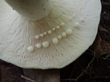 Lactarius piperatus image