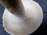 Lactarius piperatus image