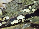 Tatraea macrospora image