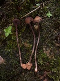 Psilocybe guilartensis image