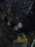 Psilocybe guilartensis image