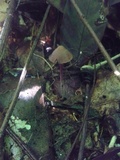 Psilocybe guilartensis image
