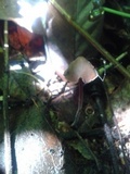 Psilocybe guilartensis image