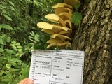 Pleurotus citrinopileatus image