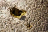 Calvatia cyathiformis image