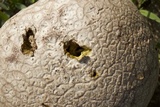 Calvatia cyathiformis image